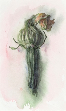 WendyArtin.200414nm-zucchiniflower.14x24