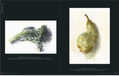 Wendy Artin watercolors of broccoli and pear